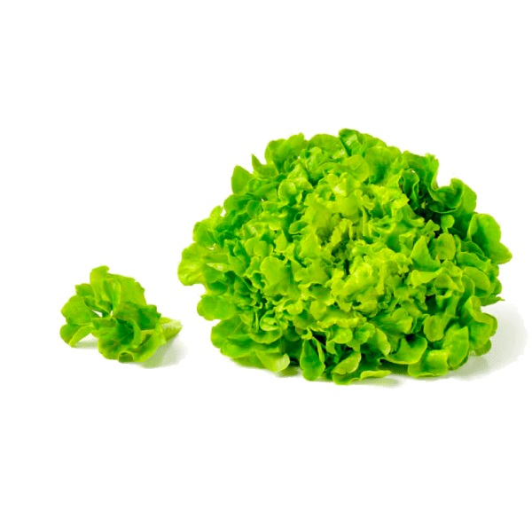 Salad xà lách Romaine và húng quế